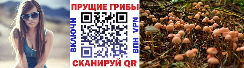 Галлюциногенные грибы Psilocybe где купить наркоту Сочи